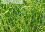 Gras